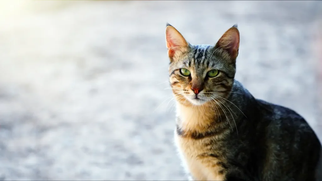 Aufmerksame getigerte Katze sitzt beim Umzug mit Haustieren im Freien