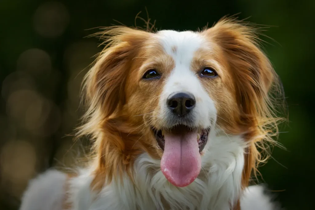 Fröhliches Kooikerhondje-Hundegesicht mit ausgestreckter Zunge beim Umzug mit Haustieren